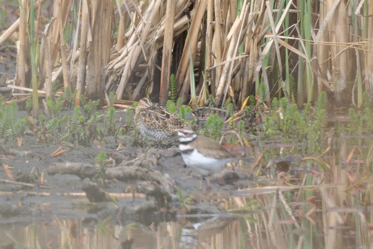 Wilson's Snipe - ML642170572