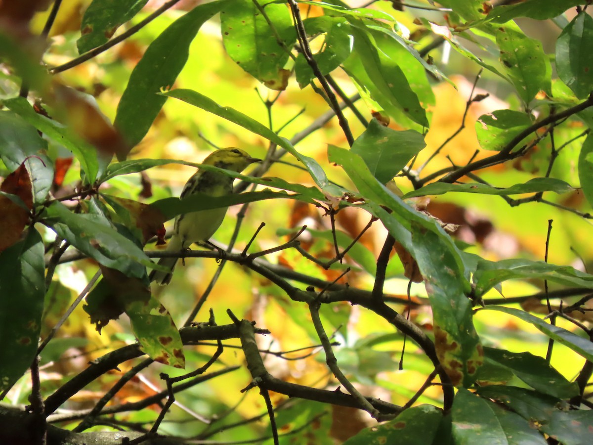 Black-throated Green Warbler - ML642170584