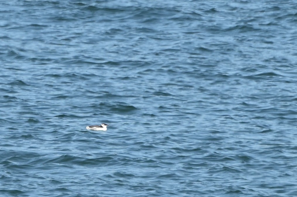 Common Murre - ML642170592