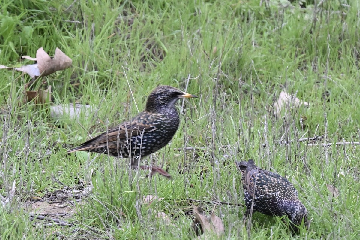 European Starling - ML642170593