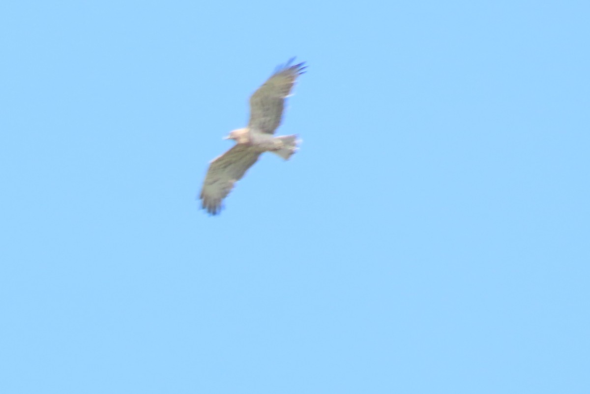 Short-toed Snake-Eagle - ML642170600