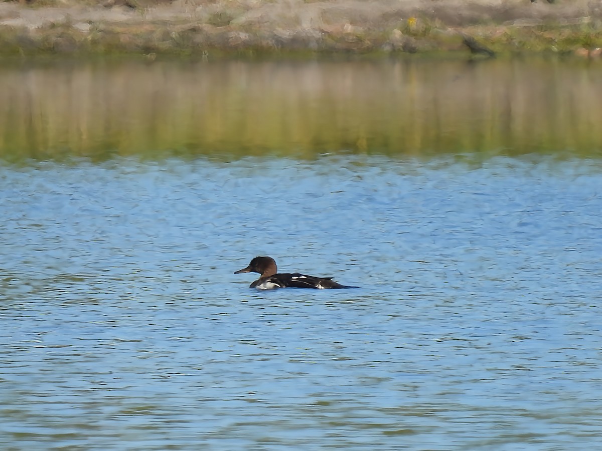 Red-breasted Merganser - ML642170601