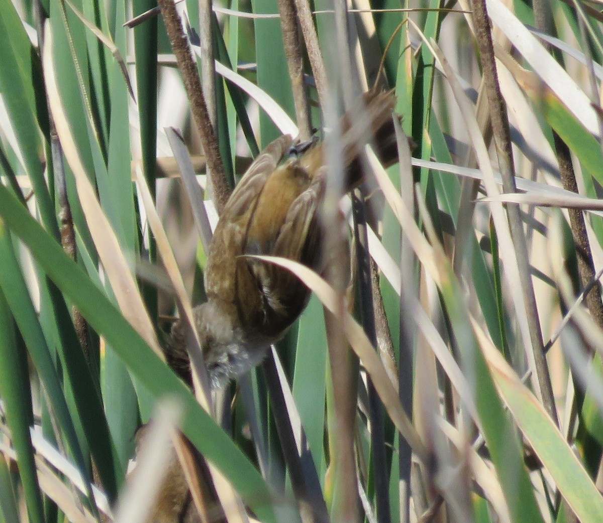 Lesser Swamp Warbler - ML642170602