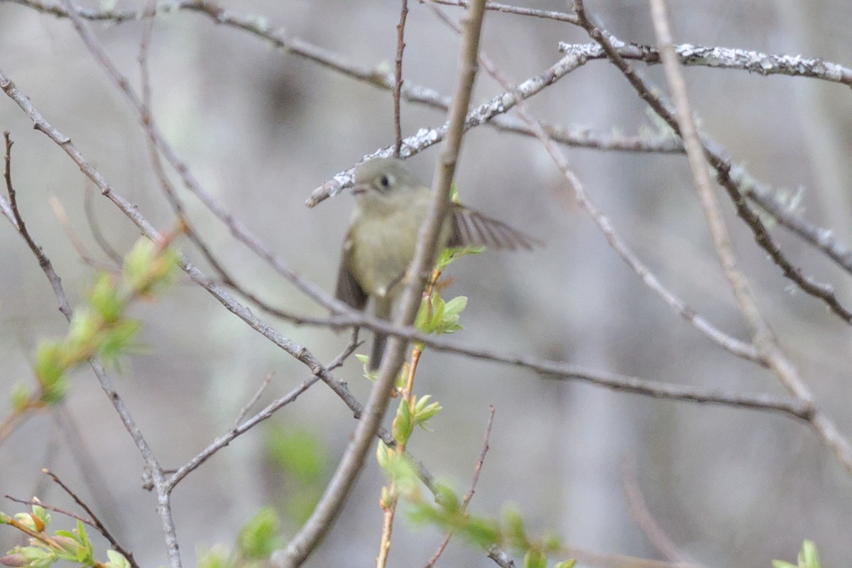 Ruby-crowned Kinglet - ML642170605