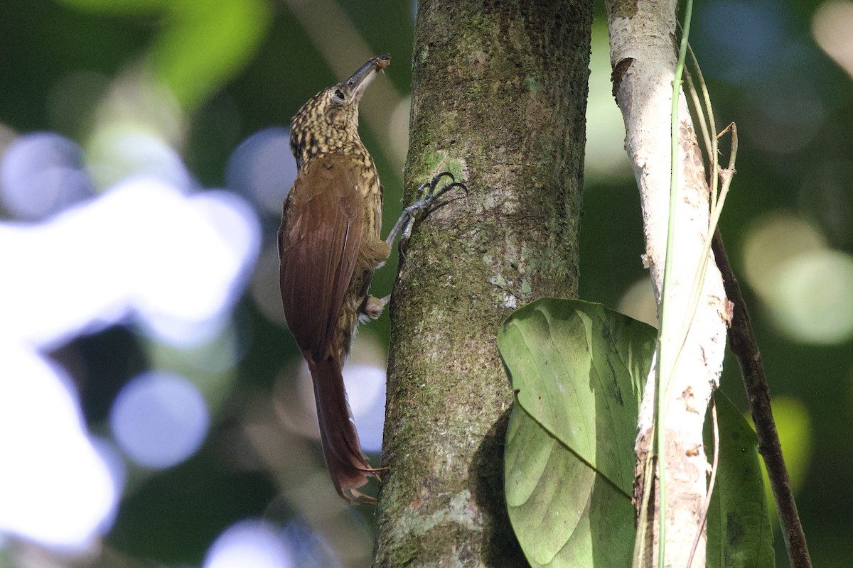 Black-banded Woodcreeper - ML642170629