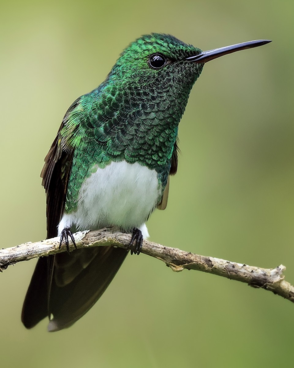 Snowy-bellied Hummingbird - ML642170631