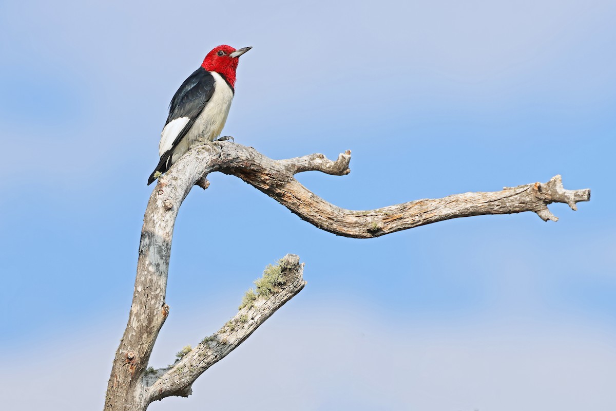 Red-headed Woodpecker - ML642170632