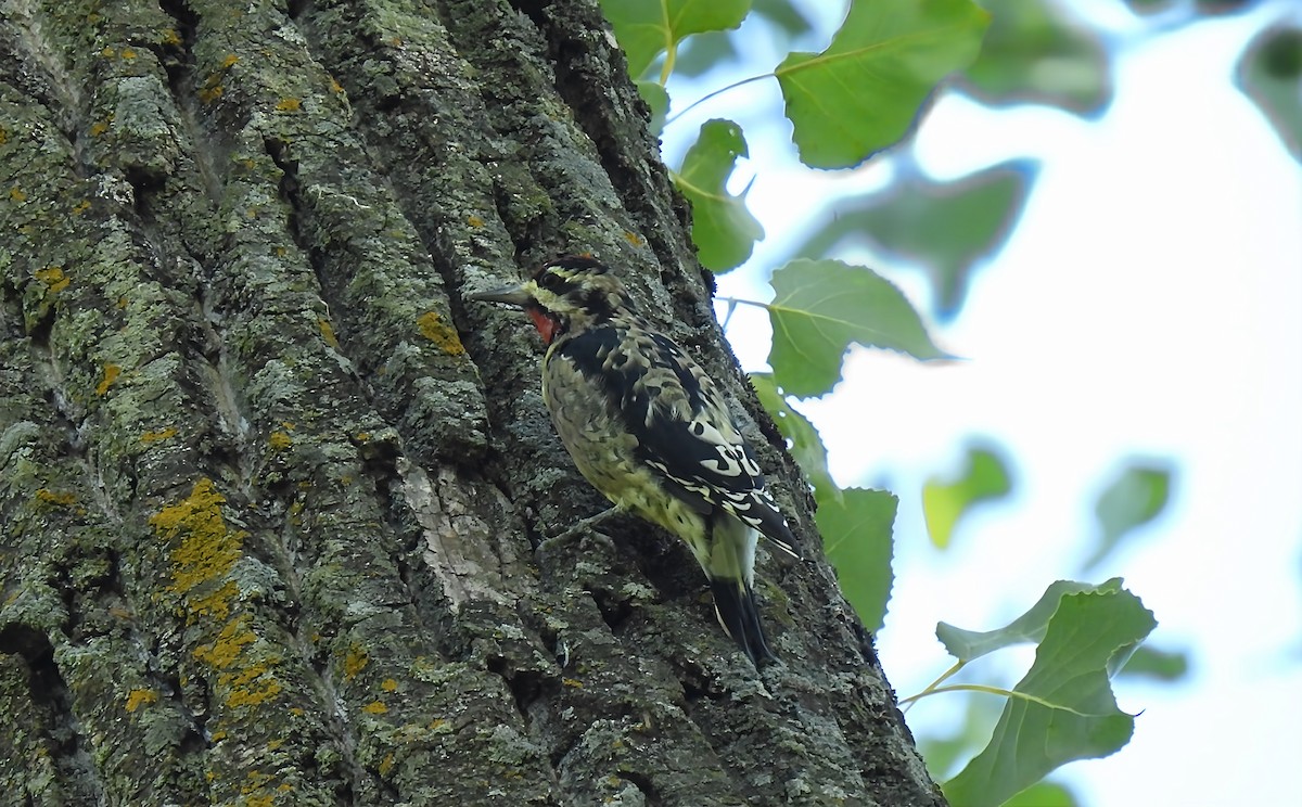 Yellow-bellied Sapsucker - ML642170635