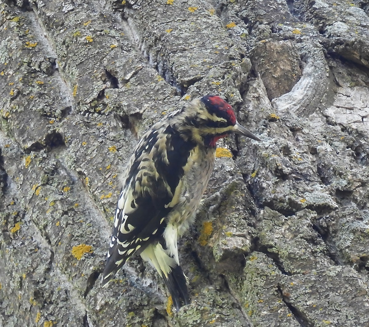 Yellow-bellied Sapsucker - ML642170637