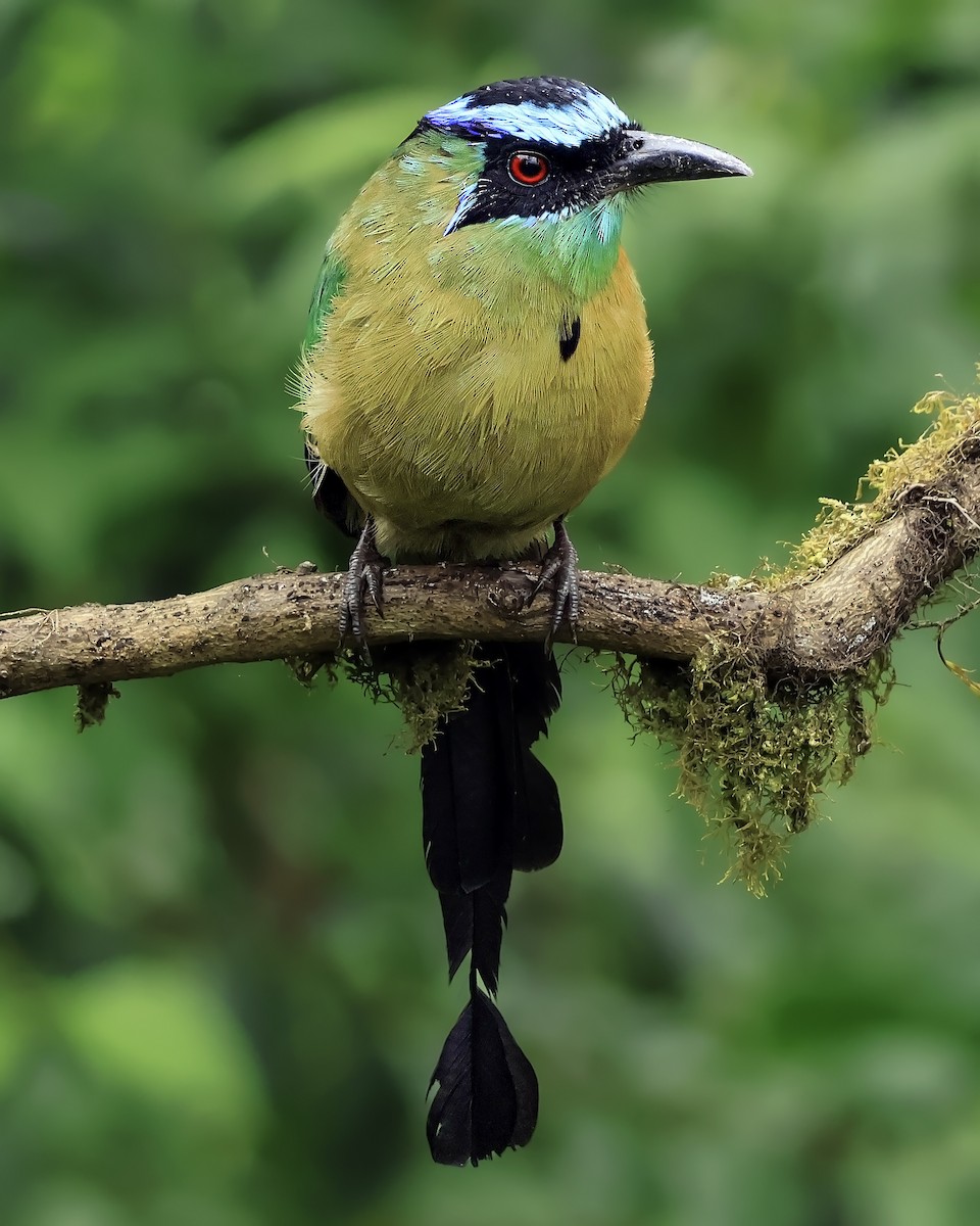 Lesson's Motmot - ML642170639