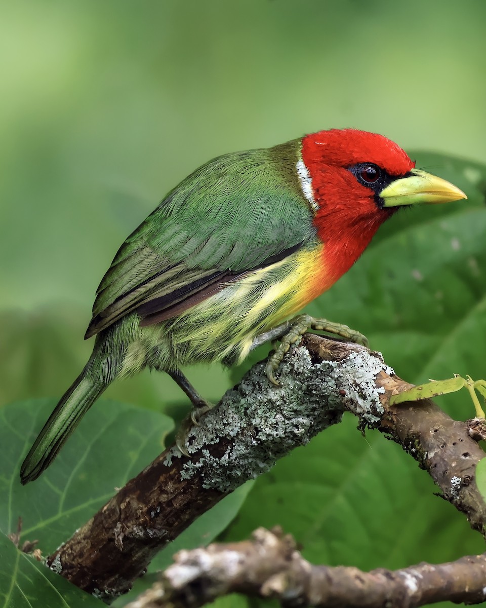 Red-headed Barbet - ML642170642