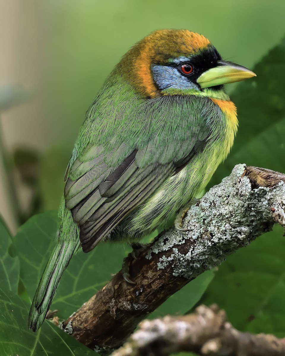 Red-headed Barbet - ML642170643