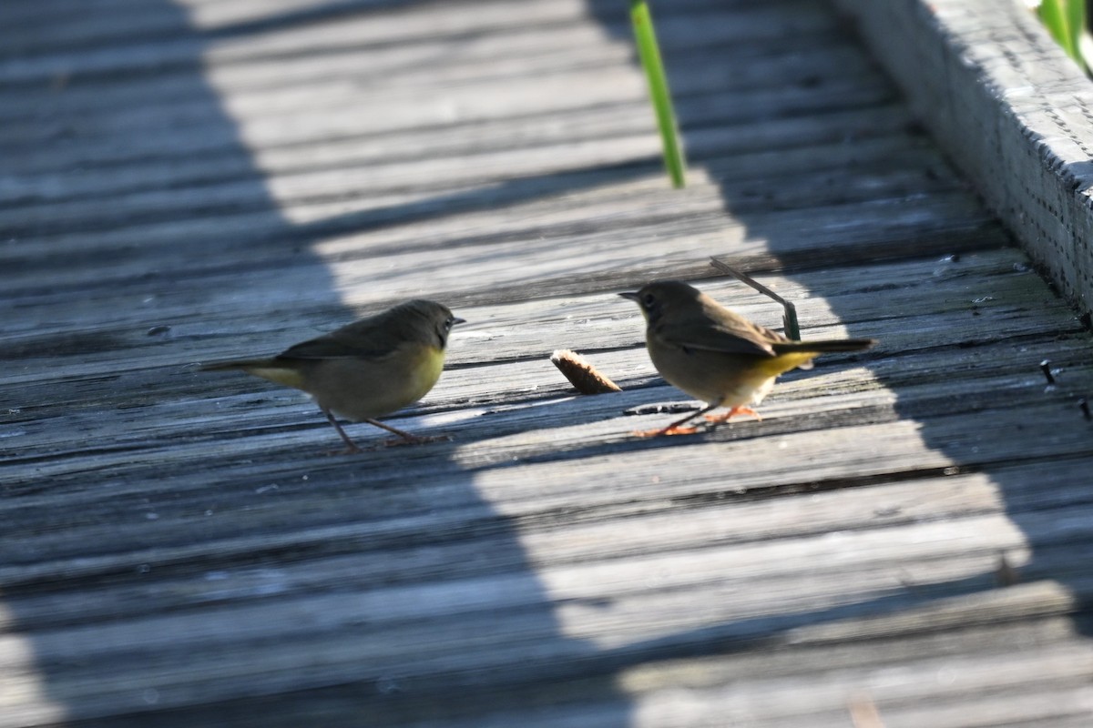 Common Yellowthroat - ML642170644