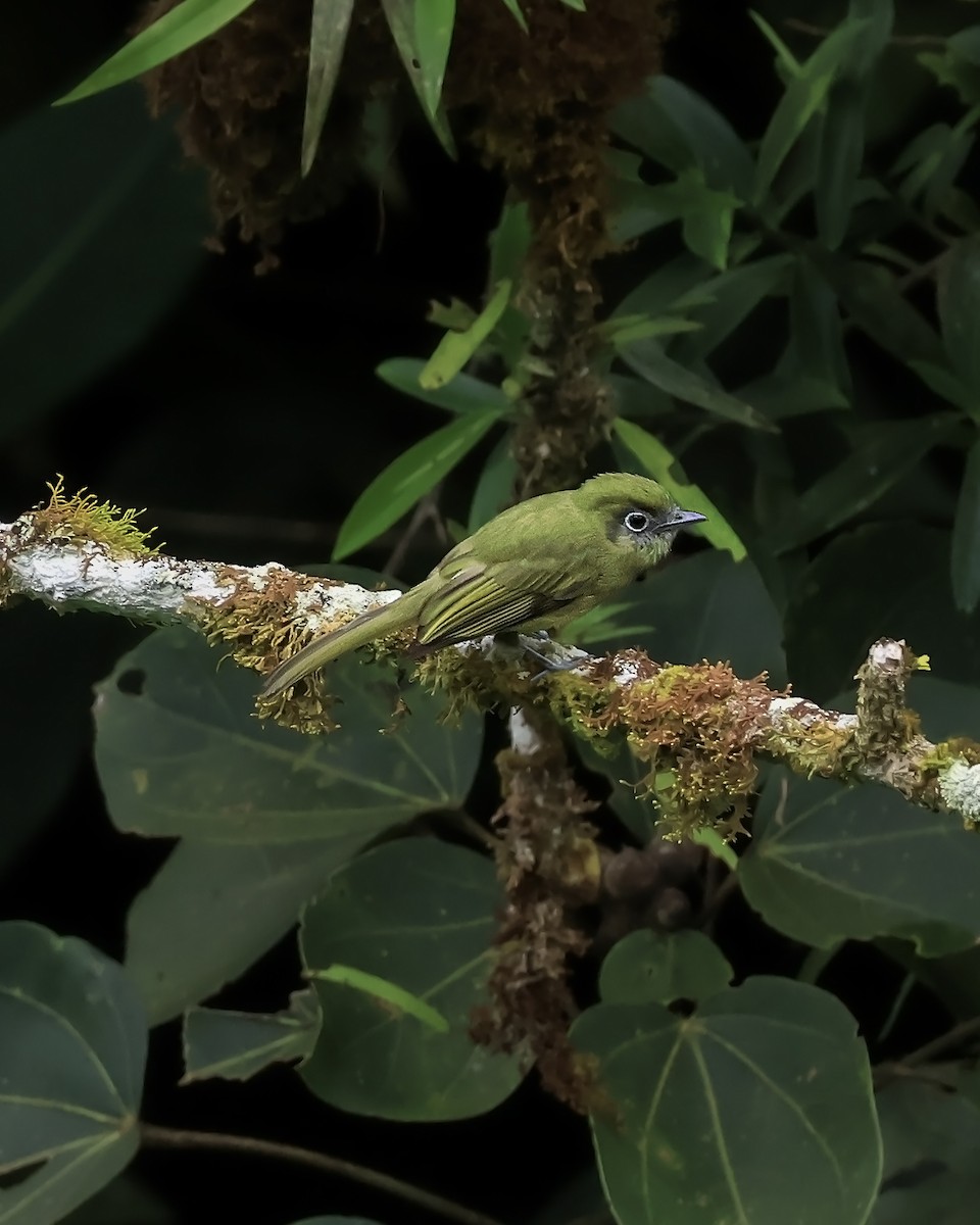 Eye-ringed Flatbill - ML642170645