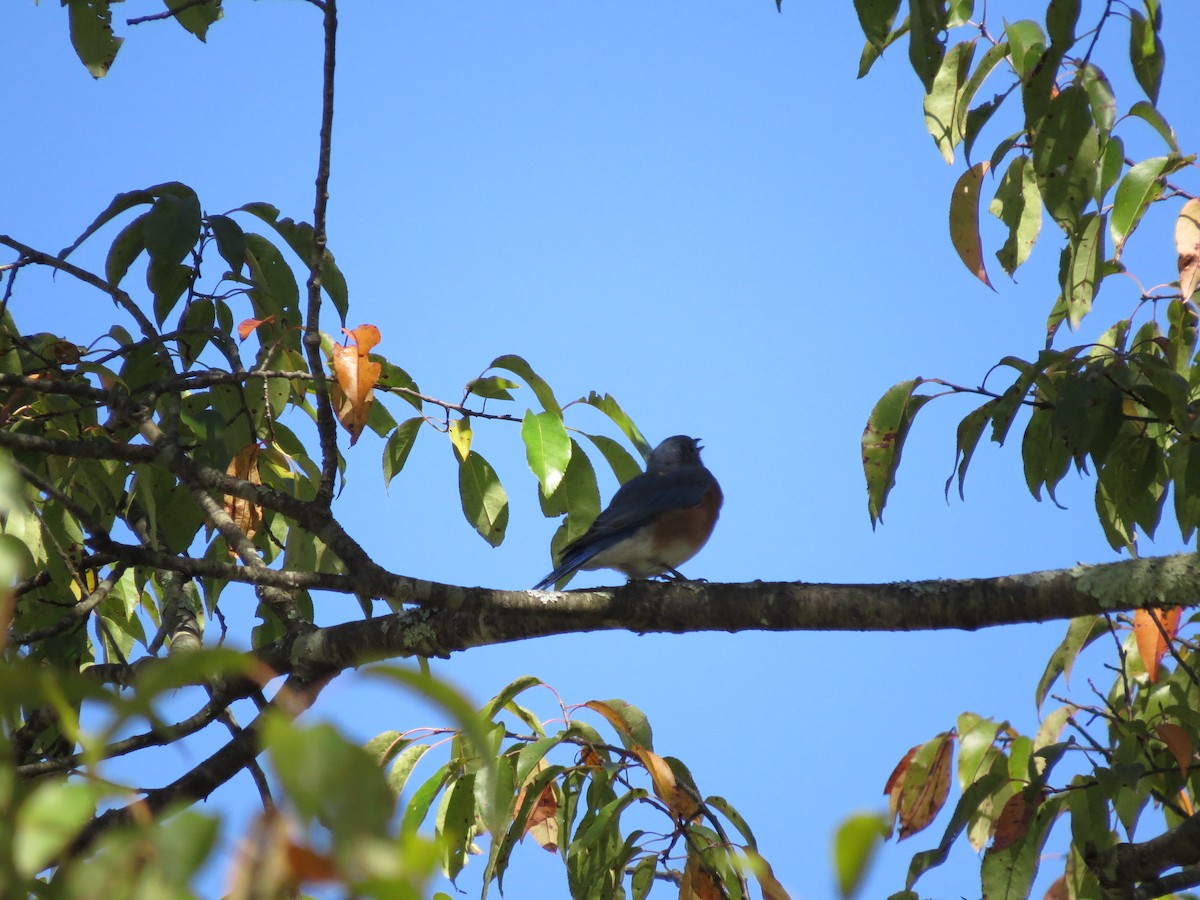 Eastern Bluebird - ML642170646
