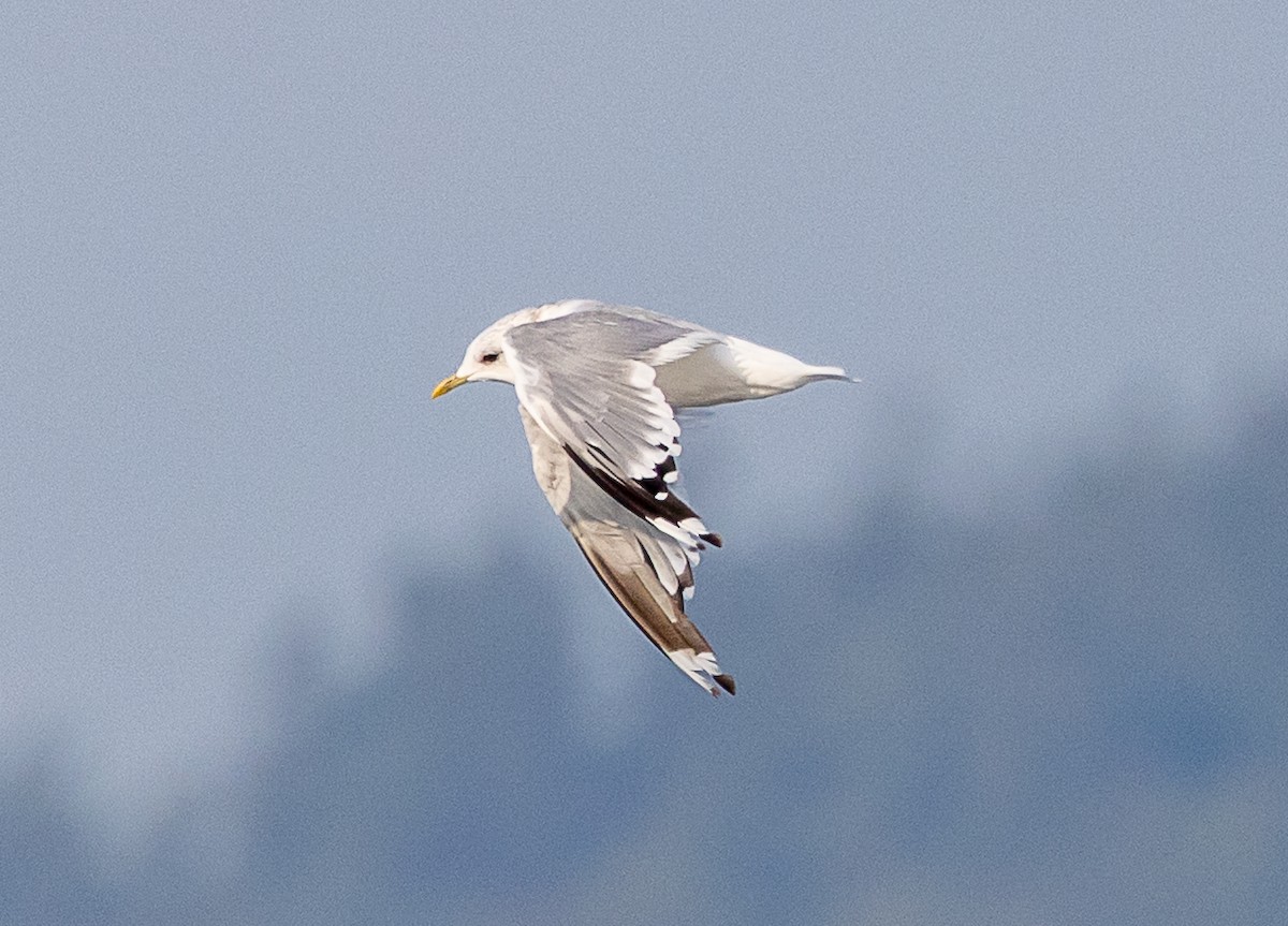 Short-billed Gull - ML642170648