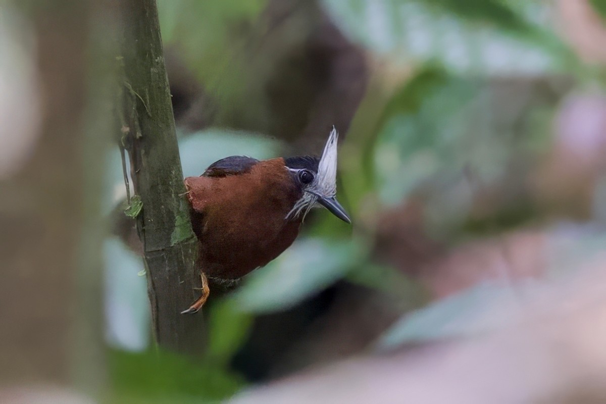 White-plumed Antbird - ML642170651