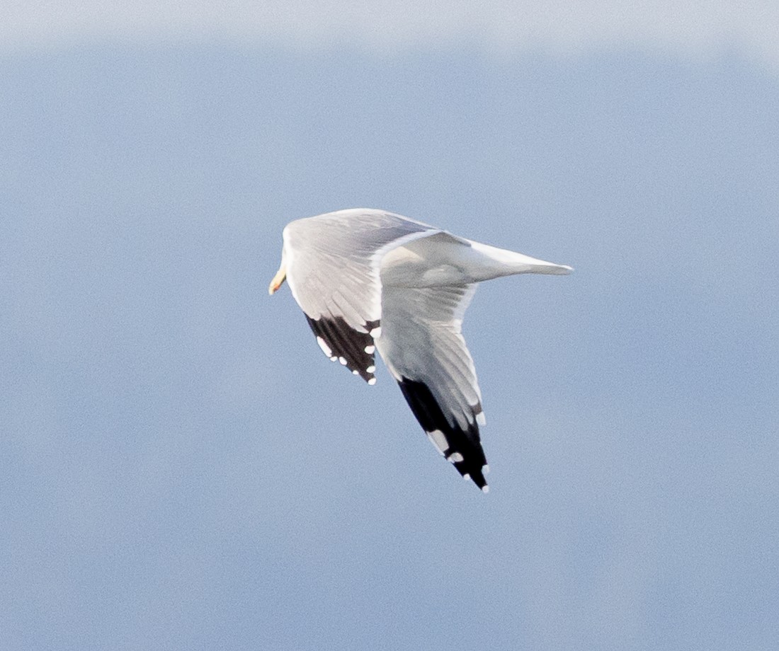 California Gull - ML642170653