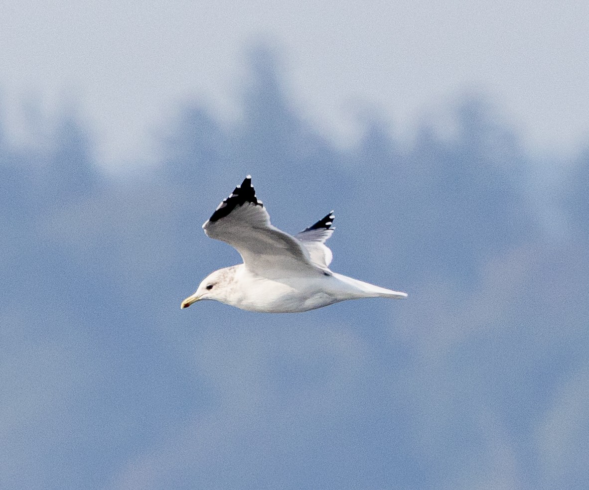 California Gull - ML642170654