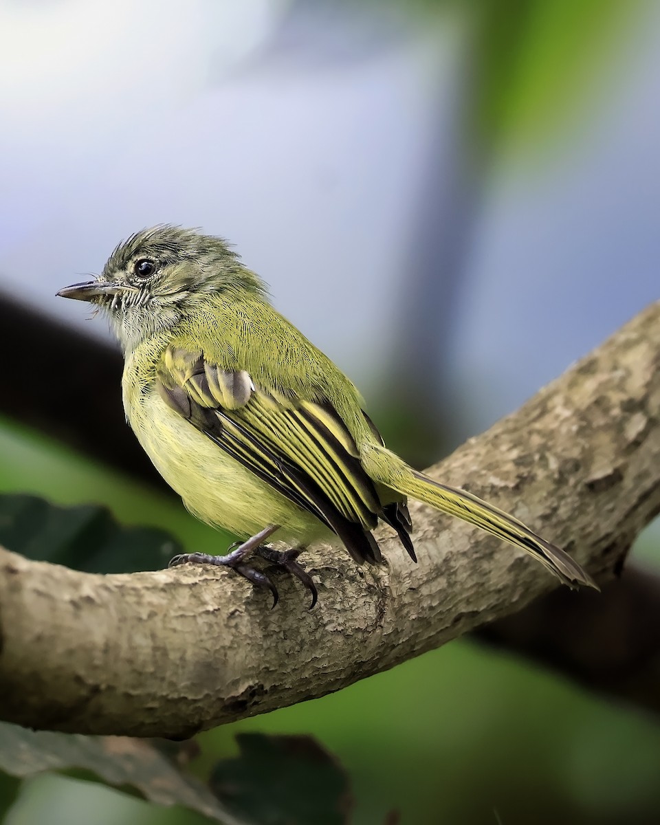 Yellow-olive Flatbill - ML642170655