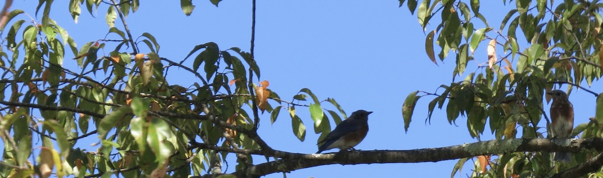 Eastern Bluebird - ML642170658