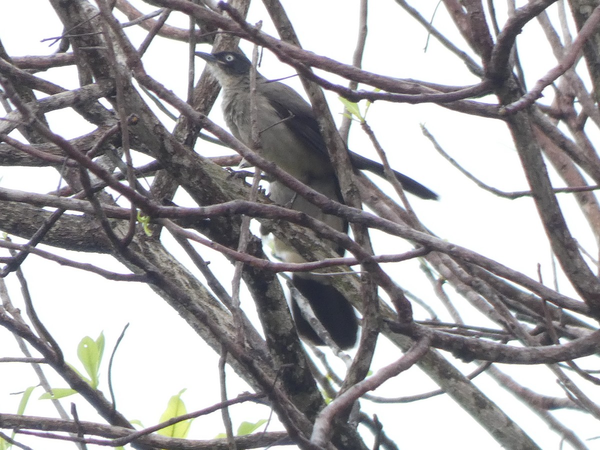 Blackcap Babbler - ML642170660