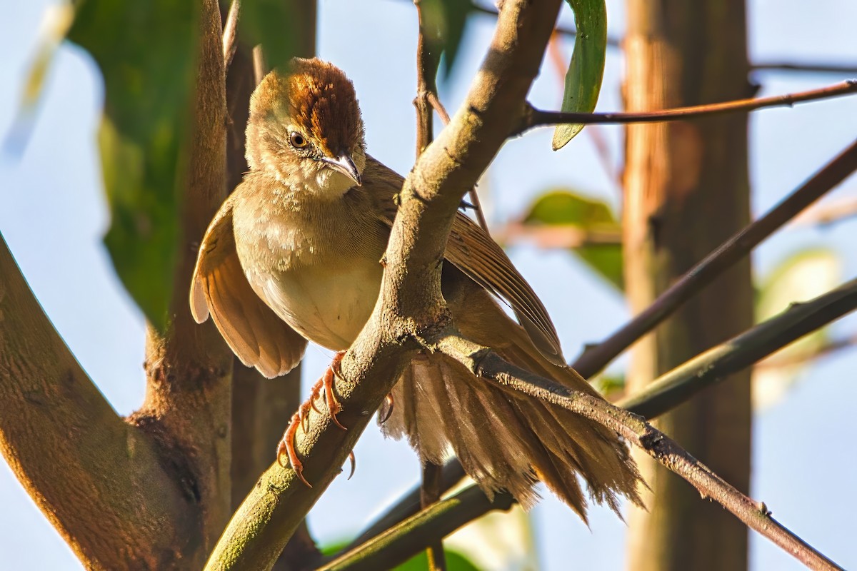 Tawny Grassbird - ML642170661