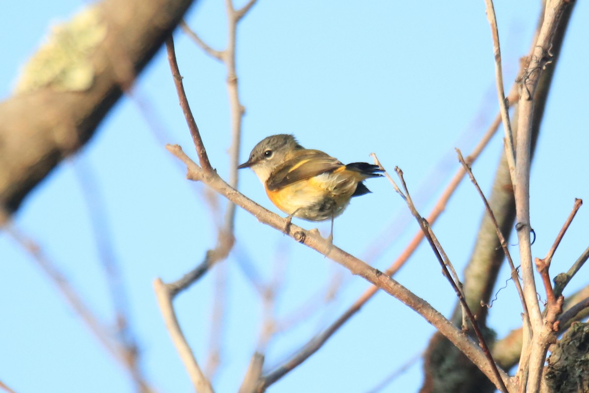 American Redstart - ML642170662