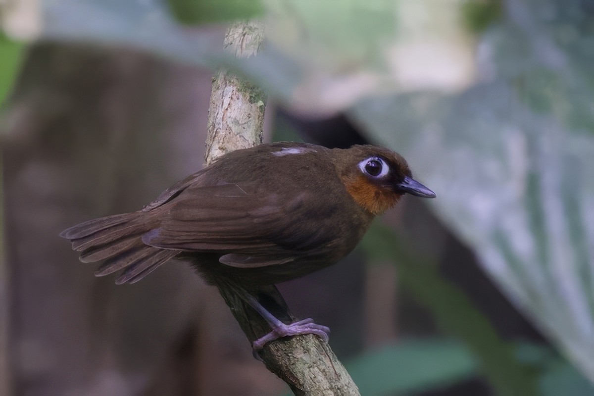 Rufous-throated Antbird - ML642170664