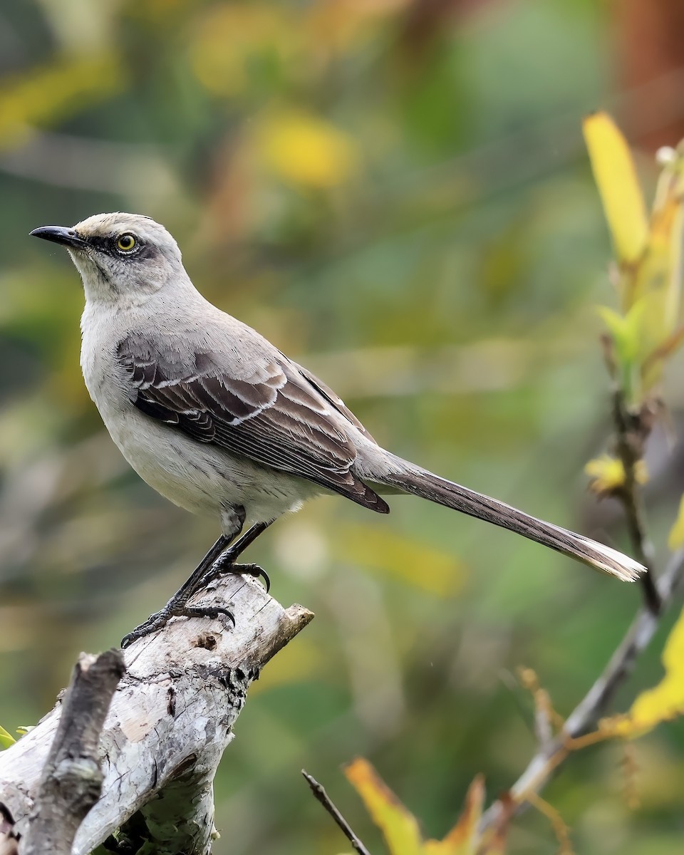 Tropical Mockingbird - ML642170665