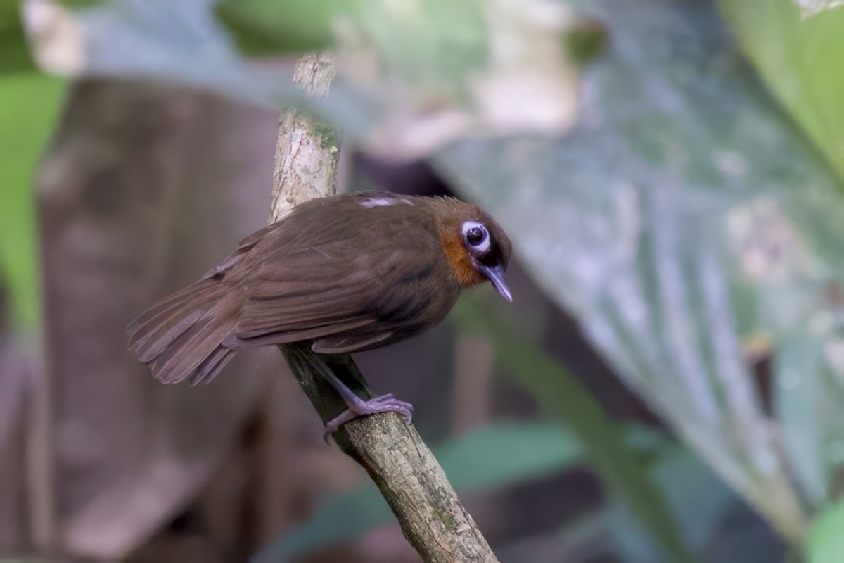 Rufous-throated Antbird - ML642170666