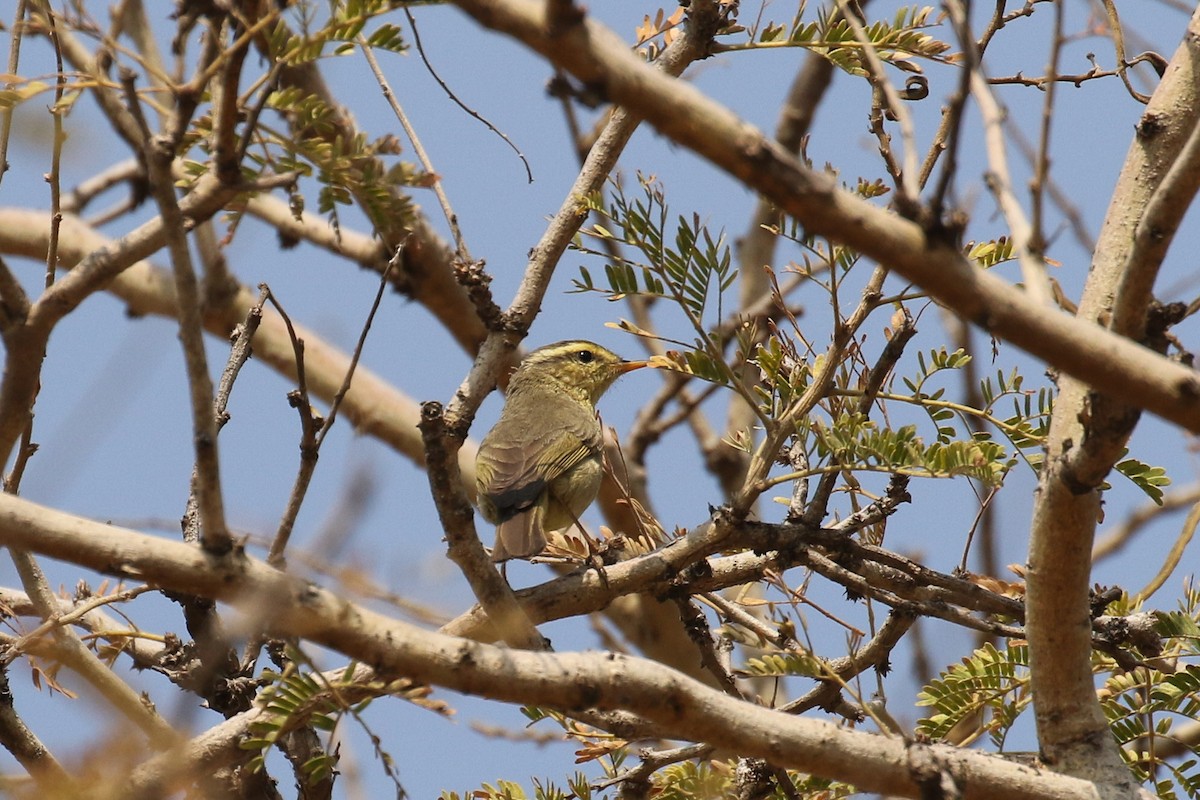 黃腹柳鶯(affinis/perflavus) - ML642170690