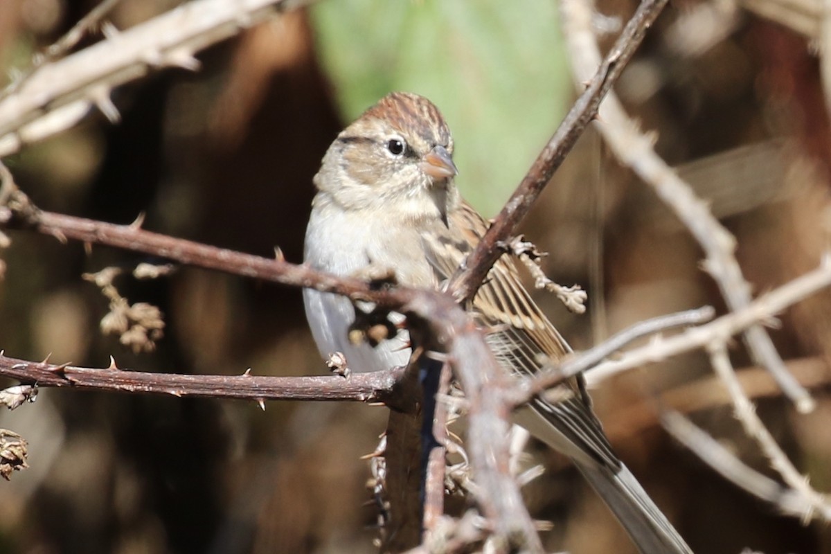 Chipping Sparrow - ML642170711