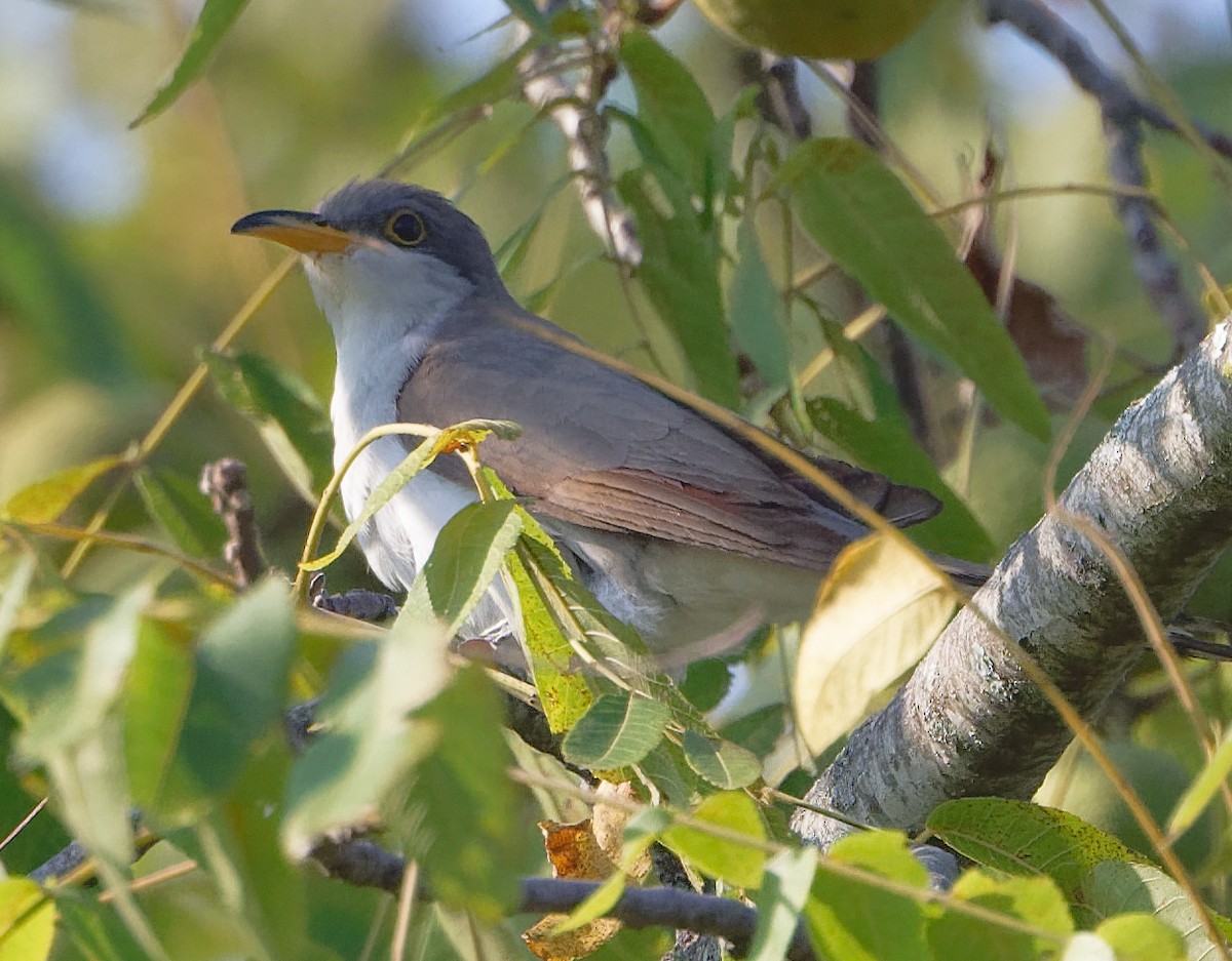 Yellow-billed Cuckoo - ML642170712