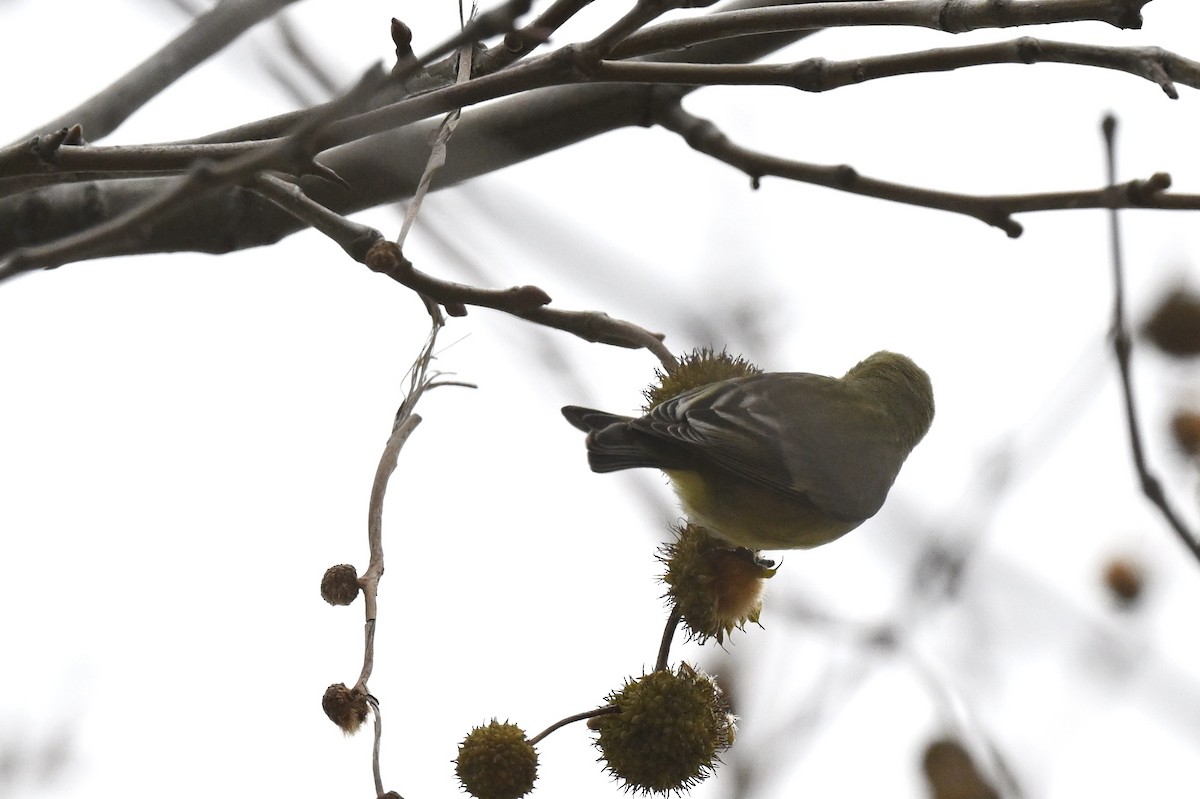 Lesser Goldfinch - ML642170726