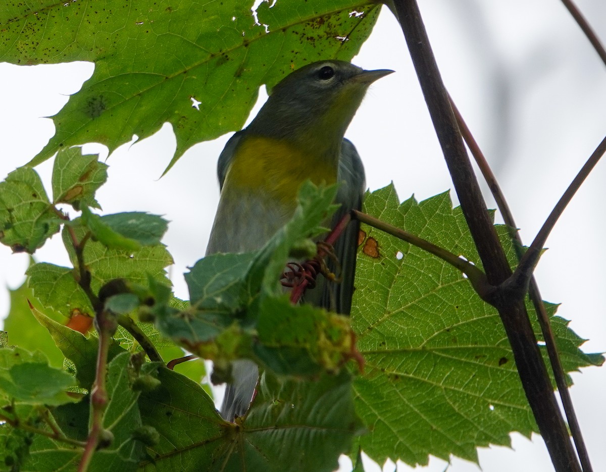 Northern Parula - ML642170728