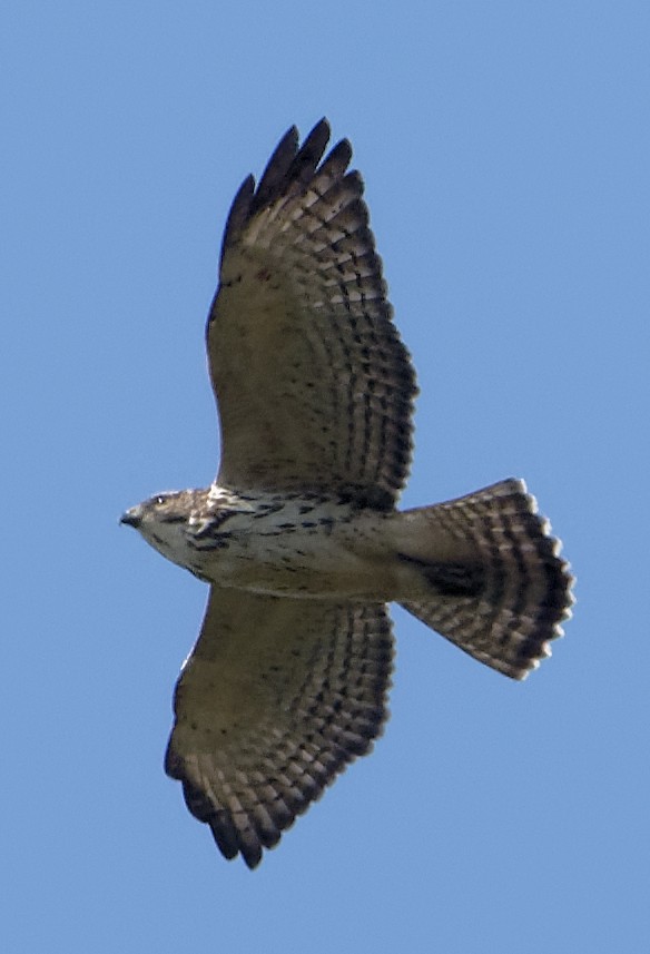 Broad-winged Hawk - ML642170729