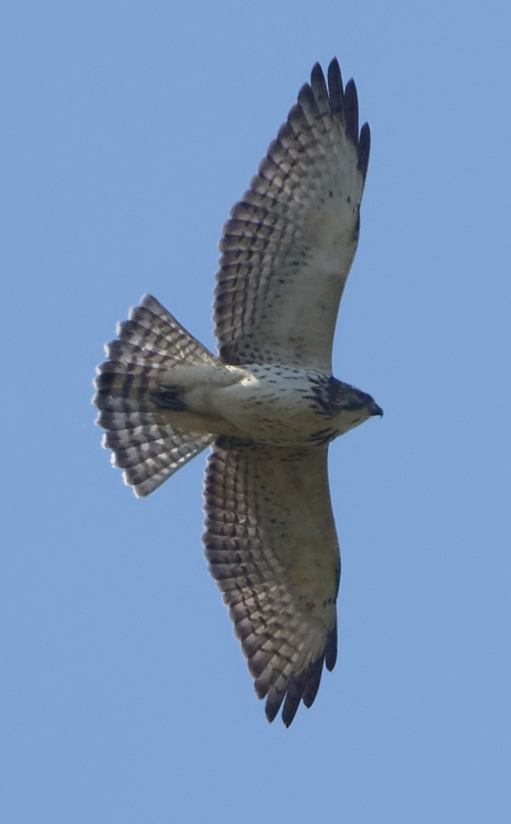 Broad-winged Hawk - ML642170731