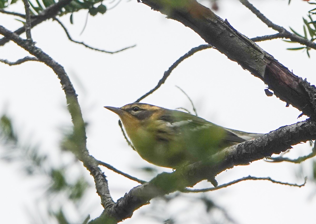 Blackburnian Warbler - ML642170735