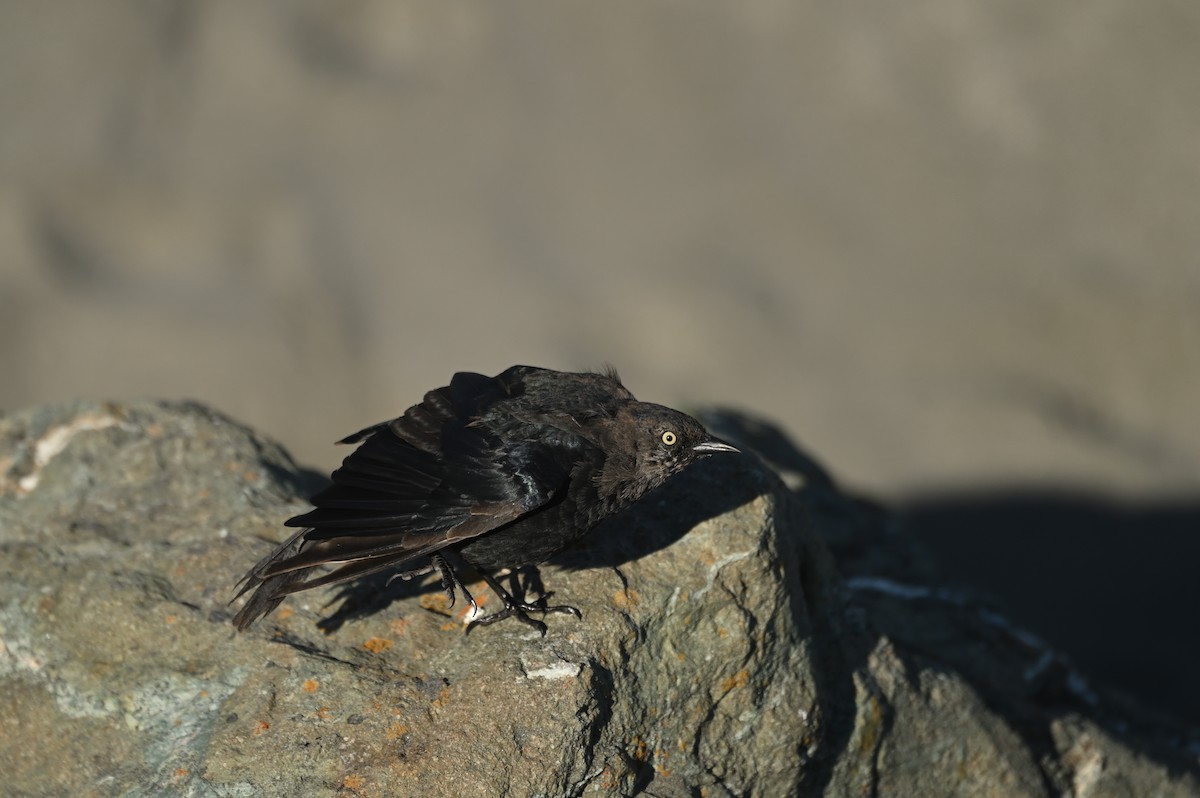 Brewer's Blackbird - ML642170736