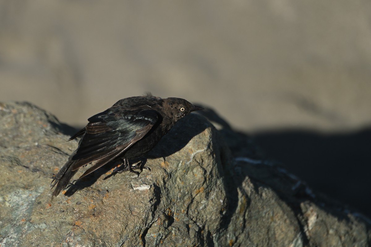 Brewer's Blackbird - ML642170739