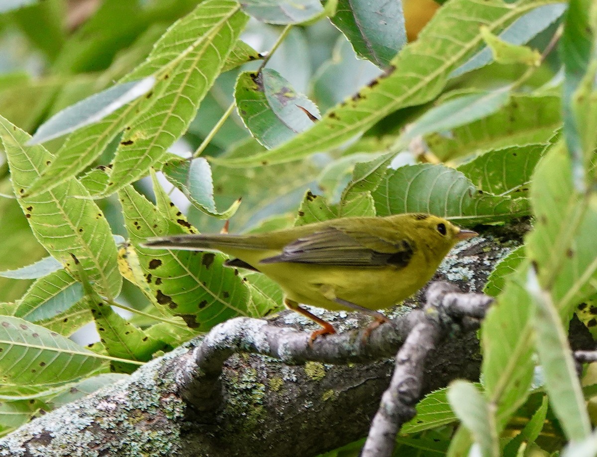 Wilson's Warbler - ML642170741