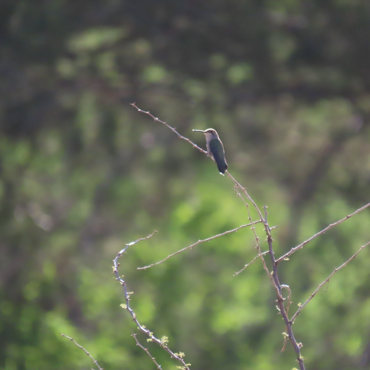 Costa's Hummingbird - ML642170743