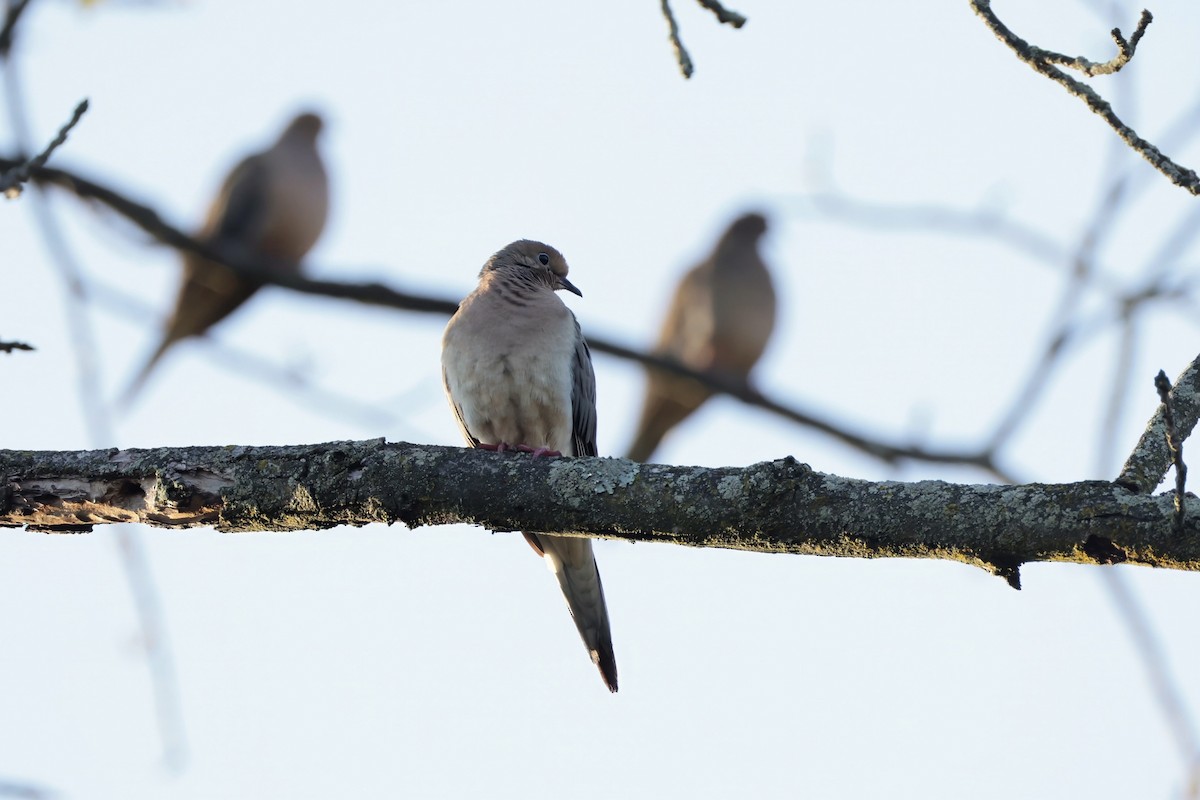 Mourning Dove - ML642170747