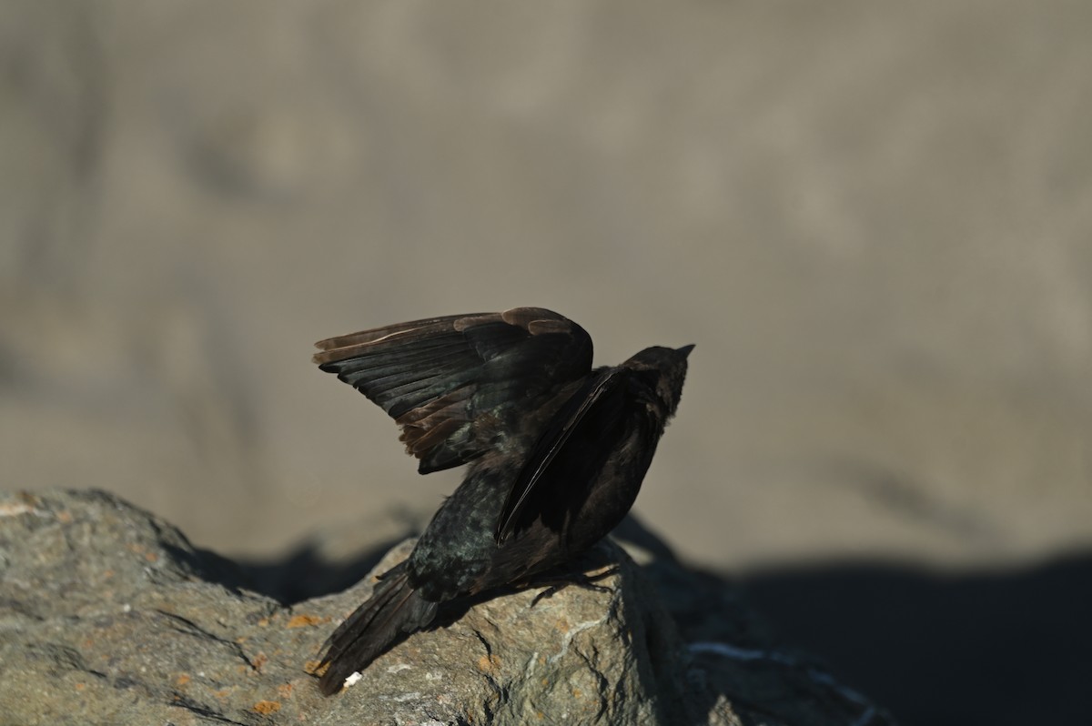 Brewer's Blackbird - ML642170749
