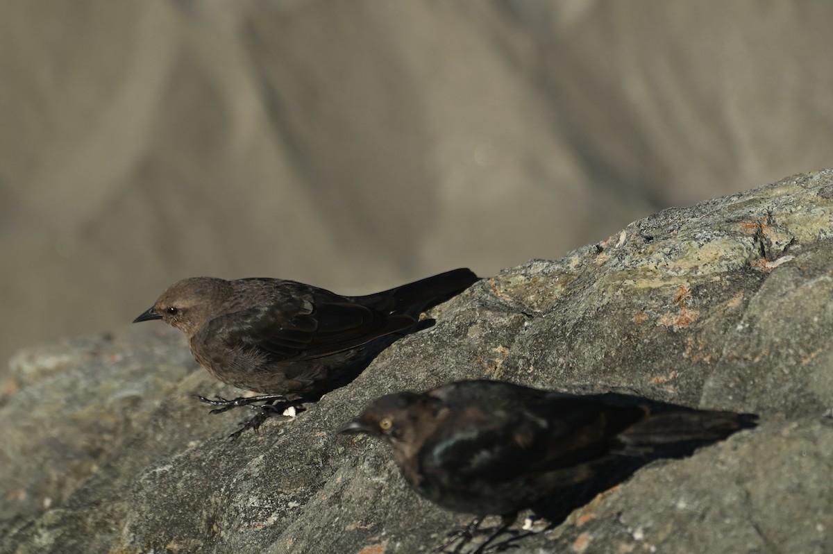 Brewer's Blackbird - ML642170753