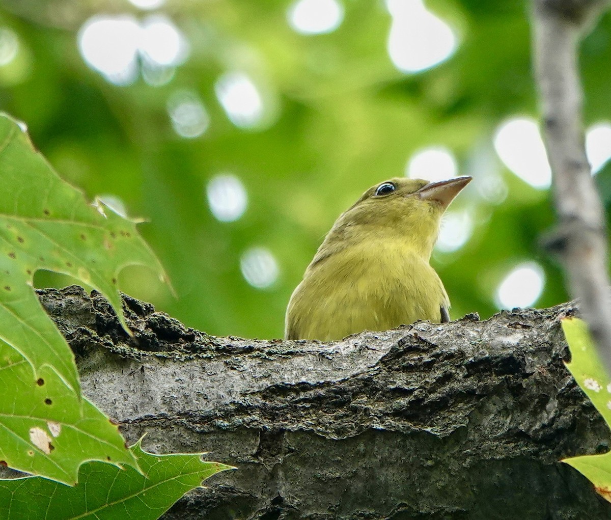 Scarlet Tanager - ML642170755