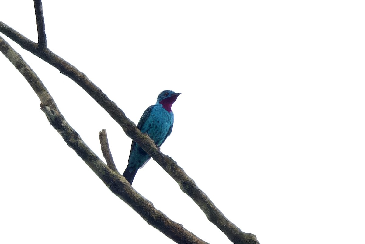 Spangled Cotinga - ML642170765