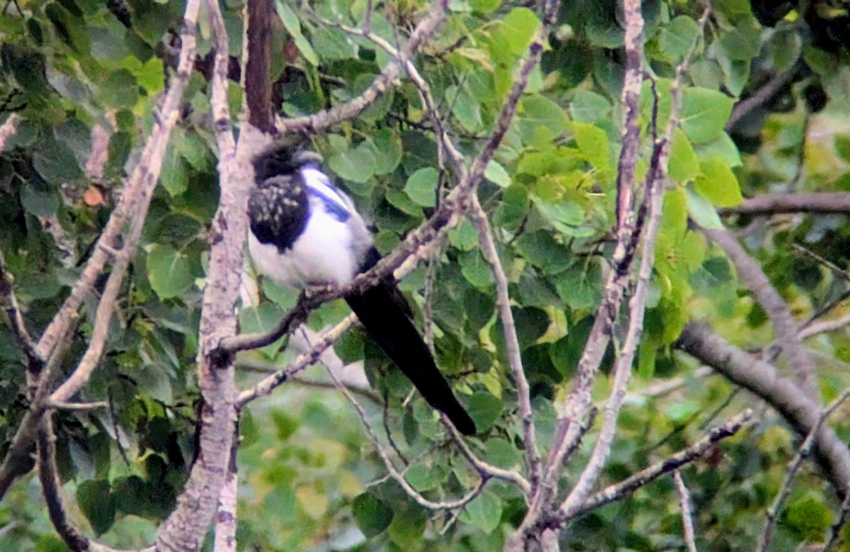 Black-billed Magpie - ML642170769