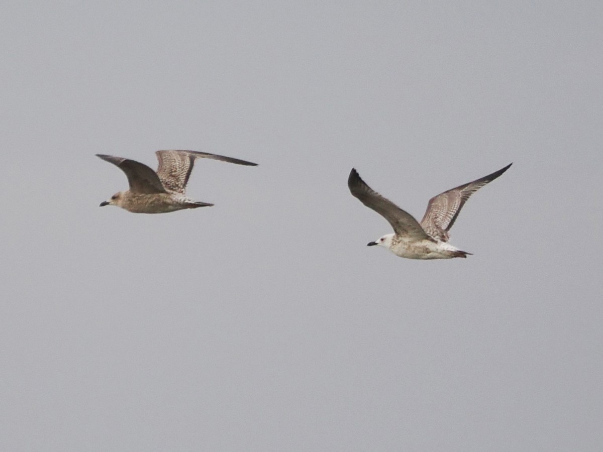 Caspian Gull - ML642170778